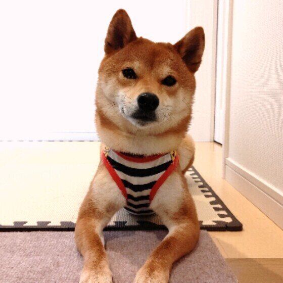 ゴハンを待っている柴犬