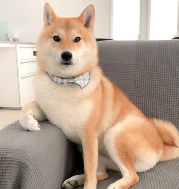 ソファでくつろぐ味噌ちゃん