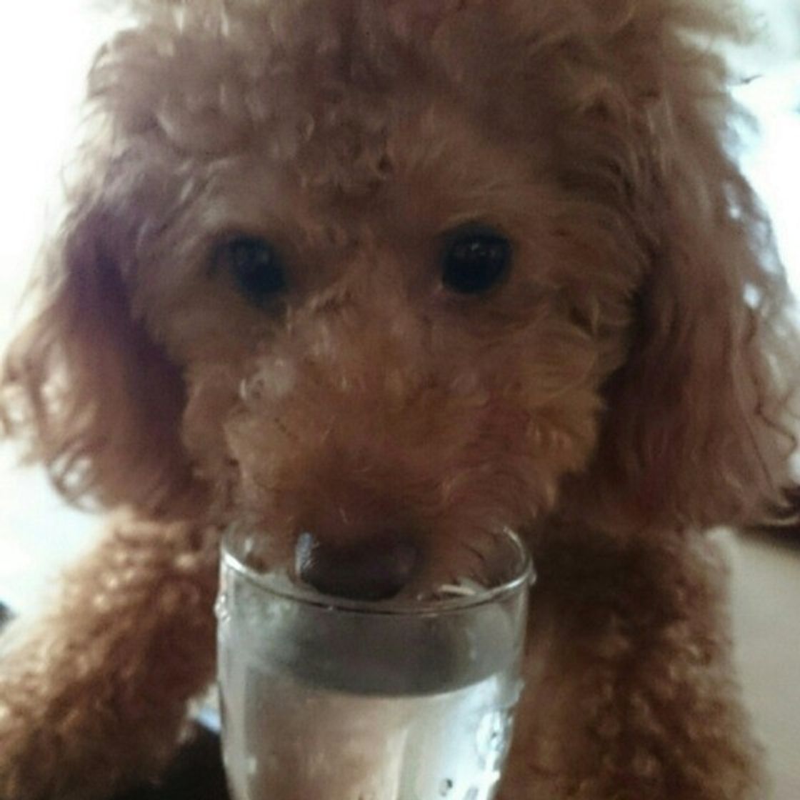 犬の体の は水分 愛犬が飲んでokの水の種類と必要性を解説 いぬのきもちweb Magazine 犬の体の は水分 愛犬が飲んでokの水の種類と必要性を解説 いぬのきもちweb Magazine