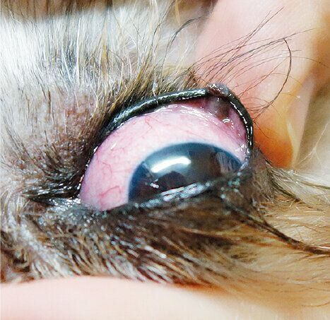 写真提供／若山動物病院