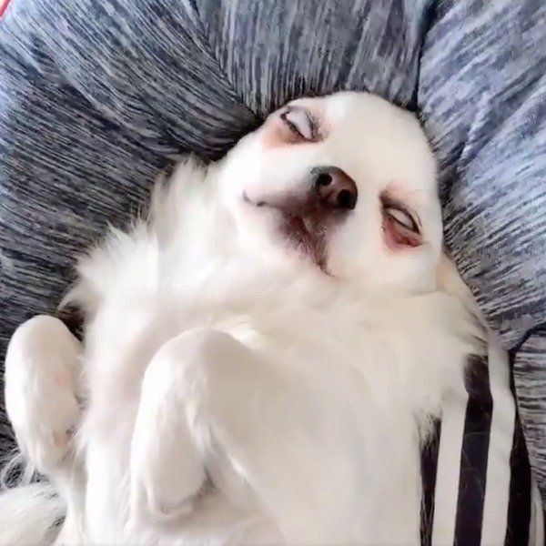 衝撃な寝顔のチワワ