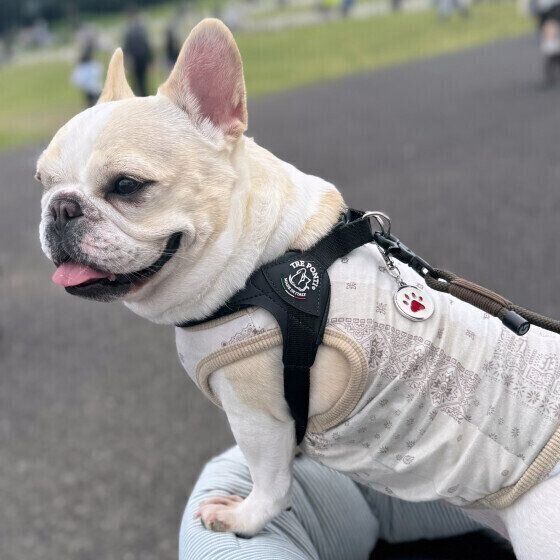 フレンチ・ブルドッグのうるちゃん