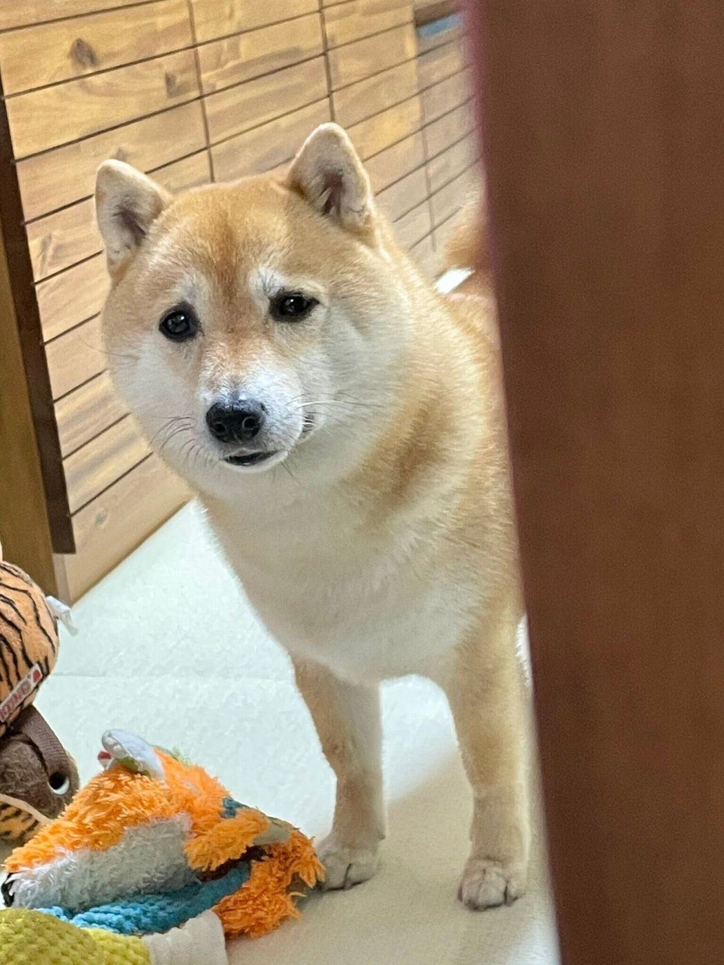 飼い主さん 大丈夫ですか 心配している気持ちが痛いほど伝わる柴犬の表情に反響 いぬのきもちweb Magazine 飼い主さん 大丈夫ですか 心配している気持ちが痛いほど伝わる柴犬の表情に反響 いぬのきもちweb Magazine
