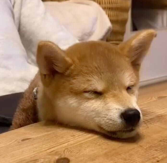あご乗せして眠るくうちゃん