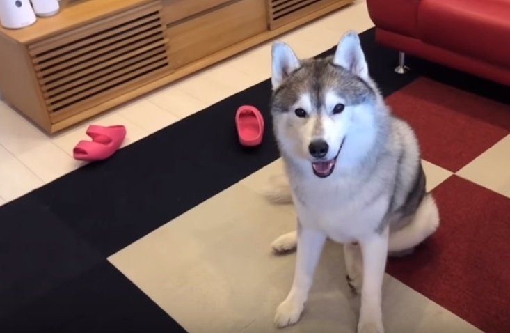 シベリアンハスキーの文太くん