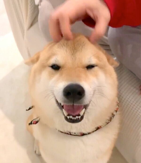 ナデナデしてもらってご満悦な味噌ちゃん