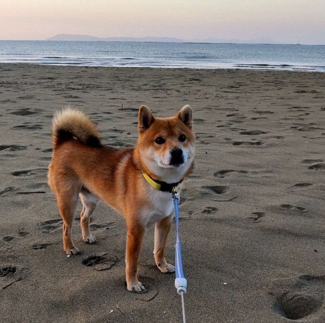 散歩する福くん