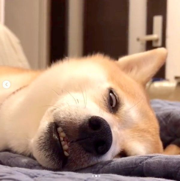 白目で眠るきなこちゃん