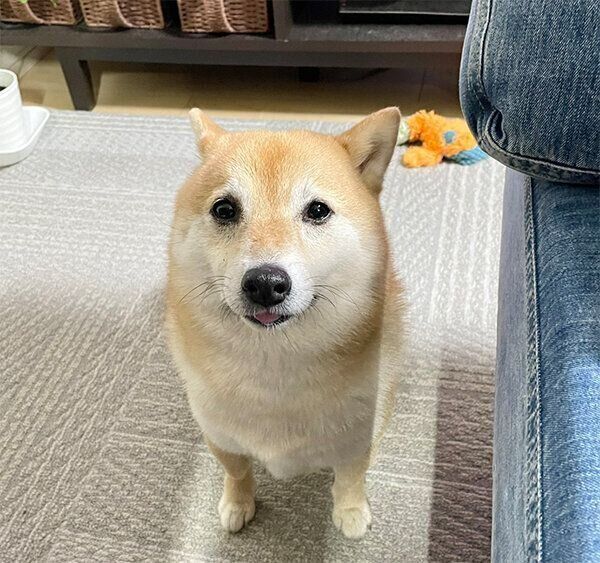 見つめるこじろうくん