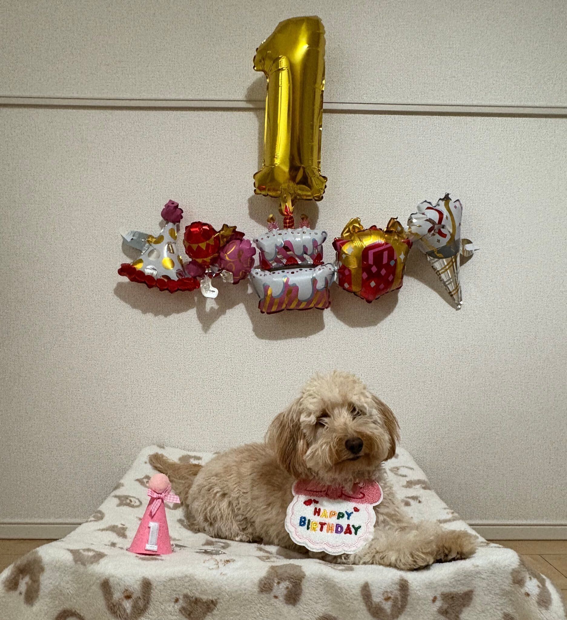 1才の誕生日を迎えた犬
