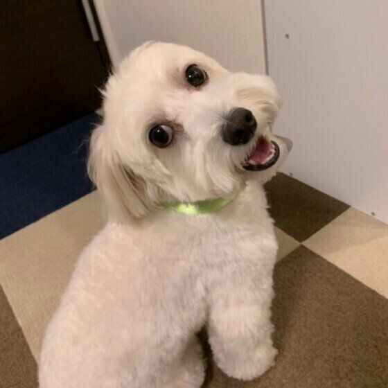 見上げるニコーちゃん