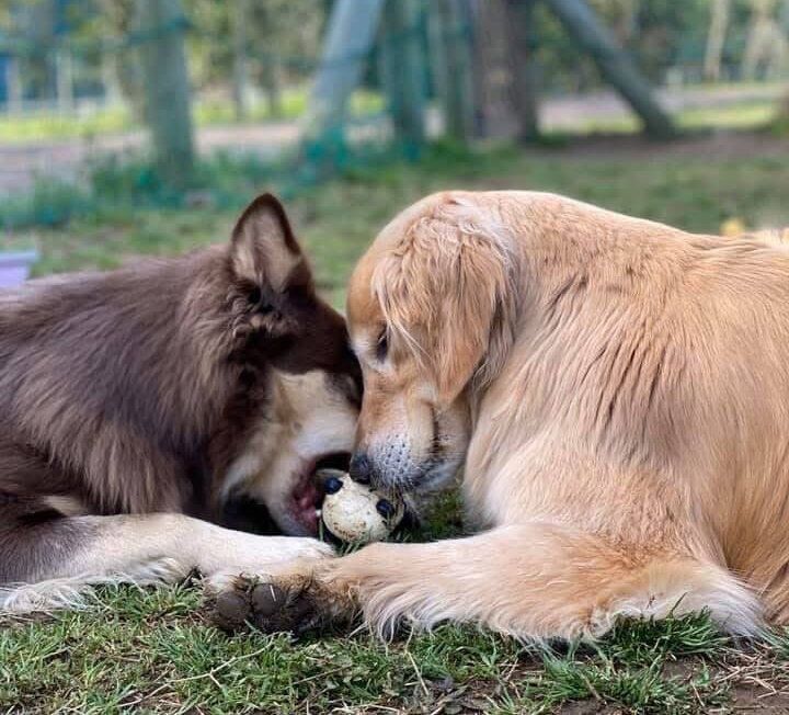 親友犬と遊ぶ神楽ちゃん