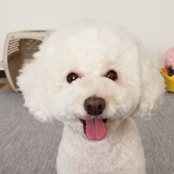 笑顔がかわいいトイ・プードル