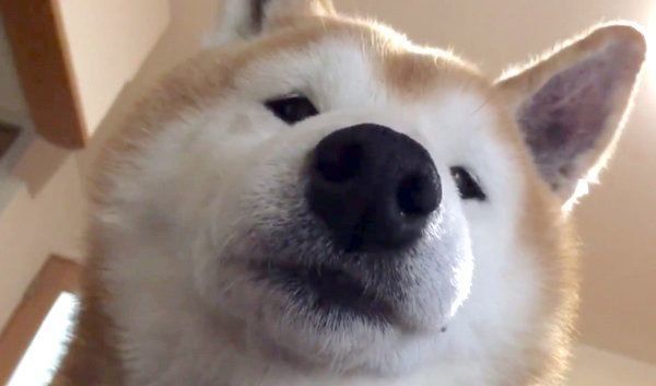 見下ろすロペさん