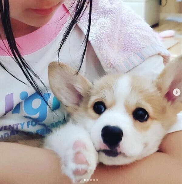 抱っこされるコーギー