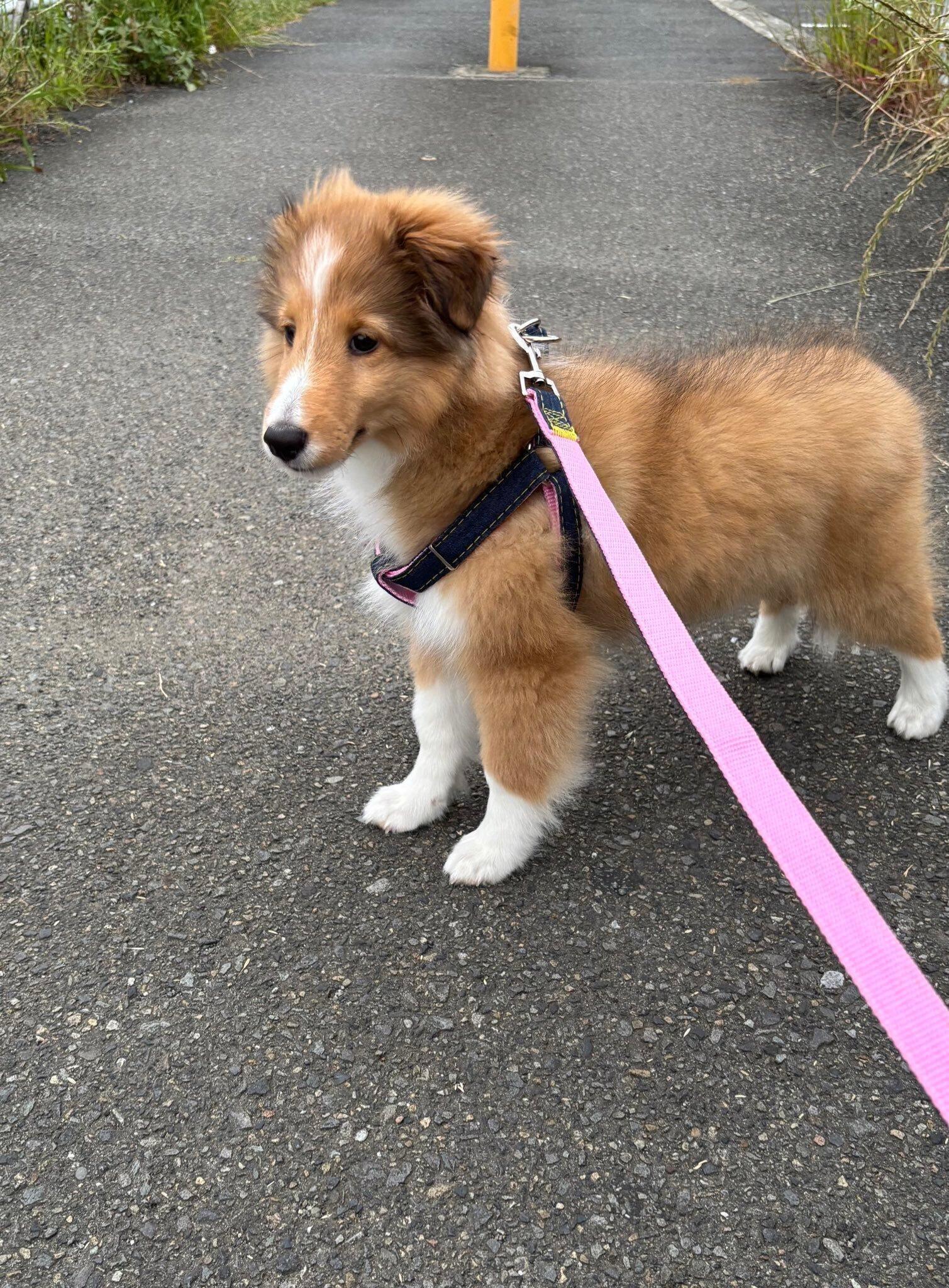 散歩中に不安そうな表情を見せるきなこちゃん