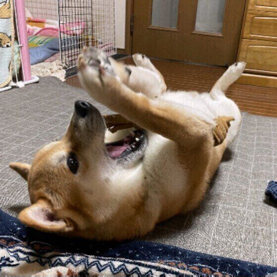 ひとり遊びをする柴犬