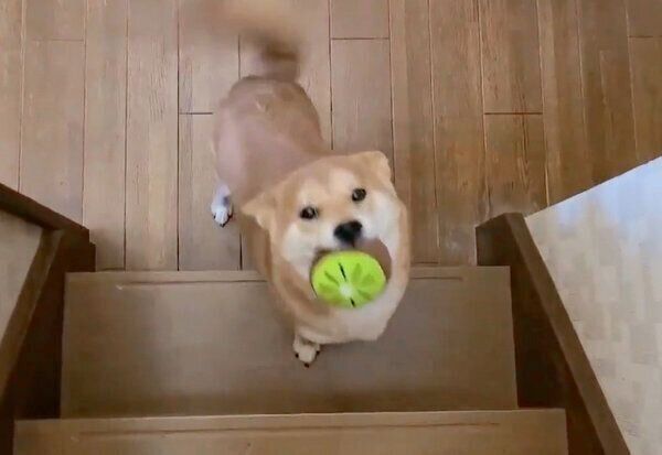 飼い主さんに会えて喜ぶ麦くん