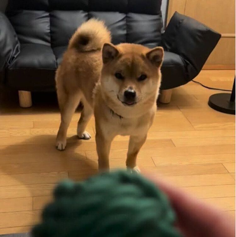飼い主さんが手に持つおもちゃを見つめるくま丸くん