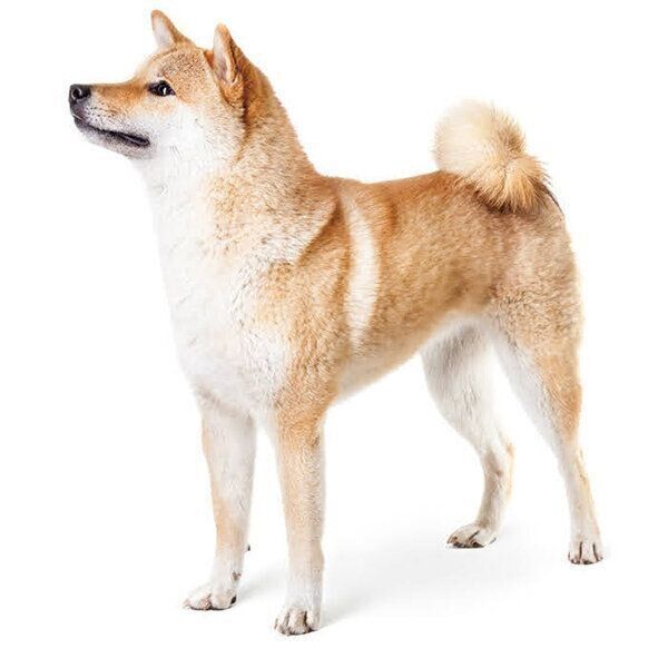 何かが気になる犬