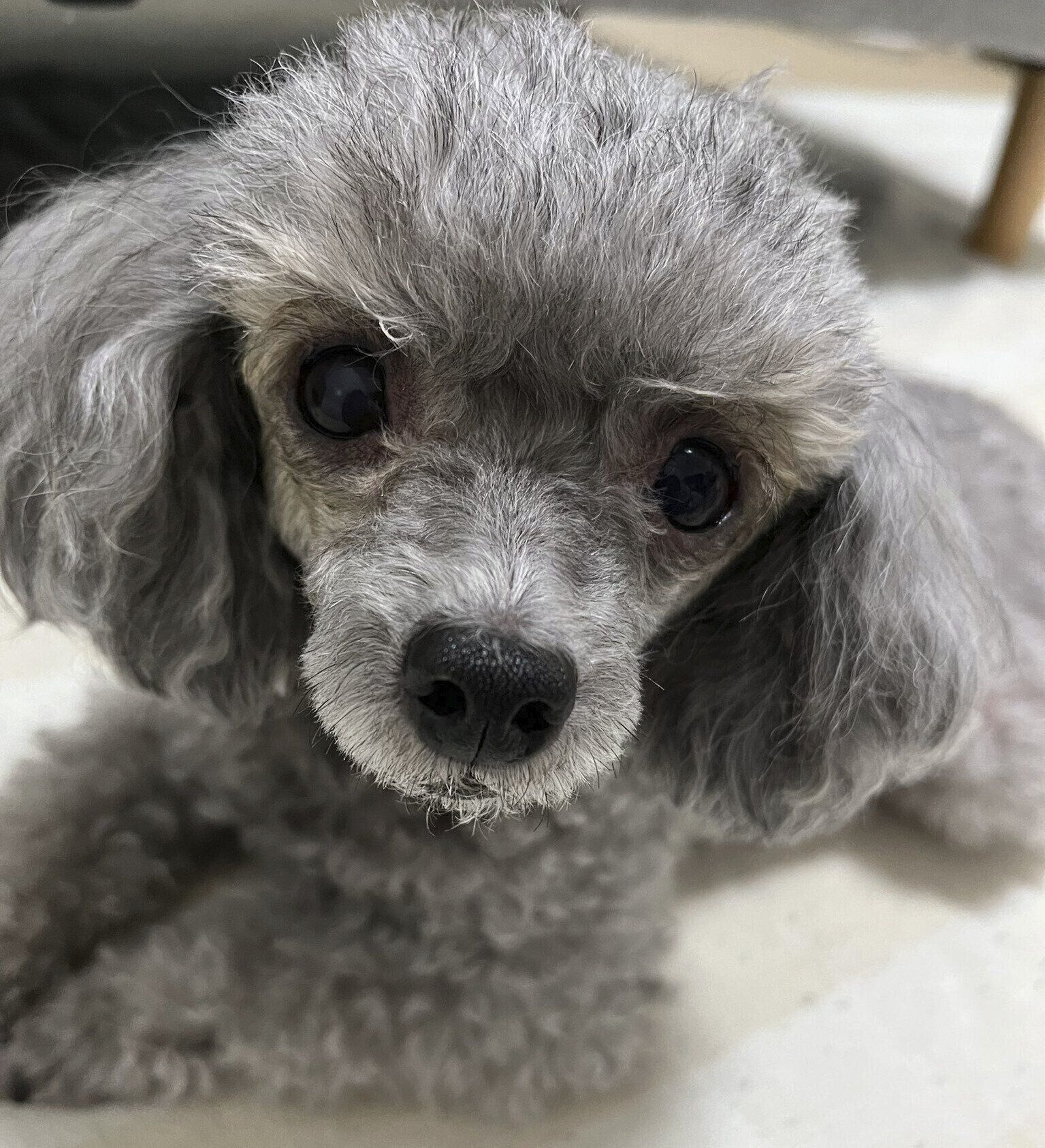 カメラを見つめるくぅちゃん