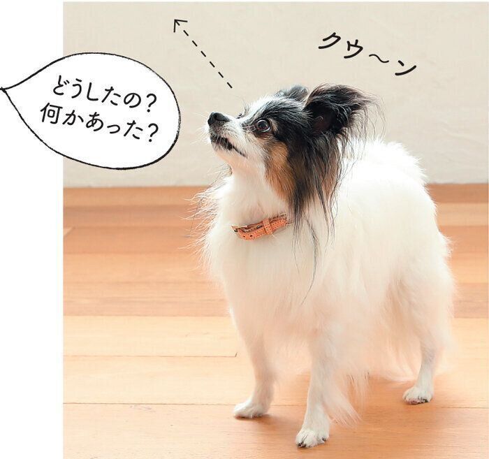 愛犬が見つめてきたら
