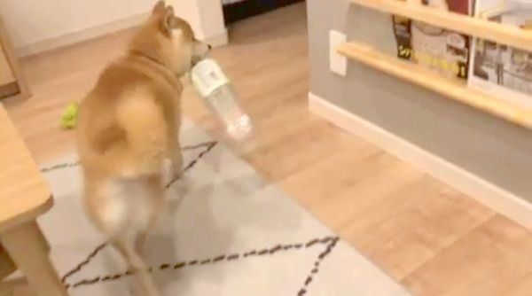 パパさんと追いかけっこをする柴犬のこてつくん