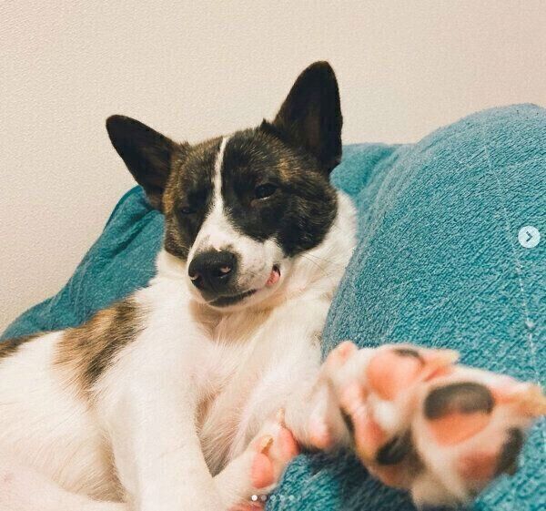 まったりするデクちゃん