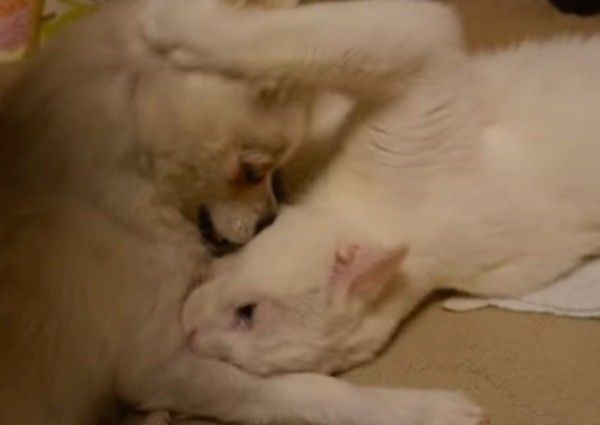 じゃれる犬と猫