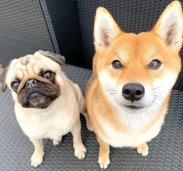 見つめるラルくんとアキちゃん