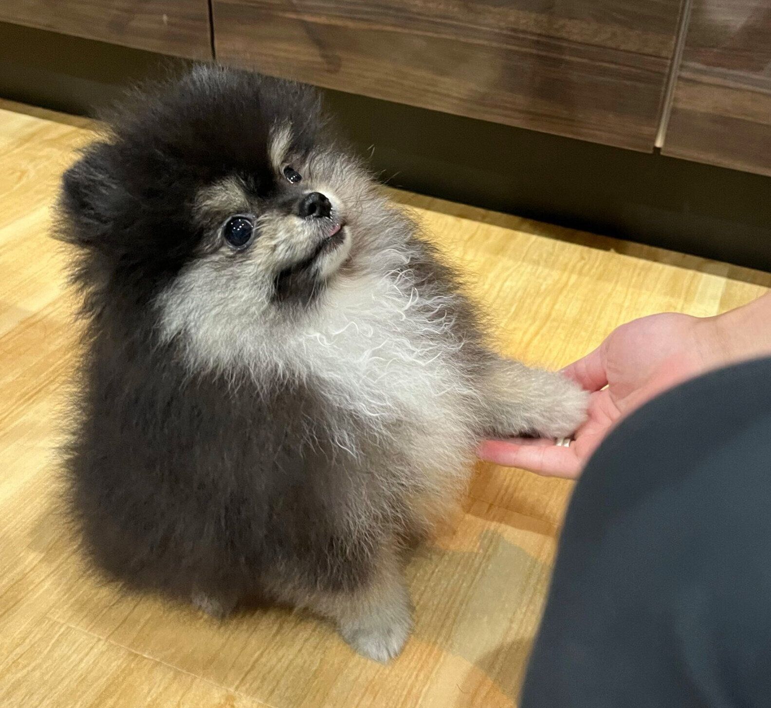 「オテ」ができるようになった五朗丸くん