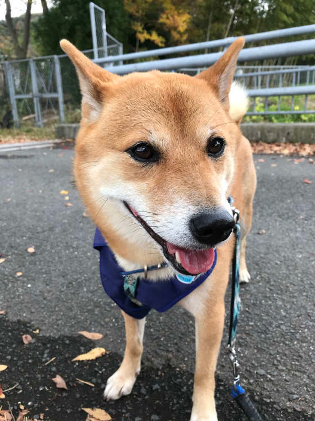 本能的に だと感じてしまうから 犬が動くものを追う理由 いぬのきもちweb Magazine 本能的に だと感じてしまうから 犬が動くものを追う理由 いぬのきもちweb Magazine