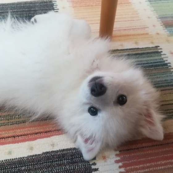 犬が痛みを感じているストレスサインとは？