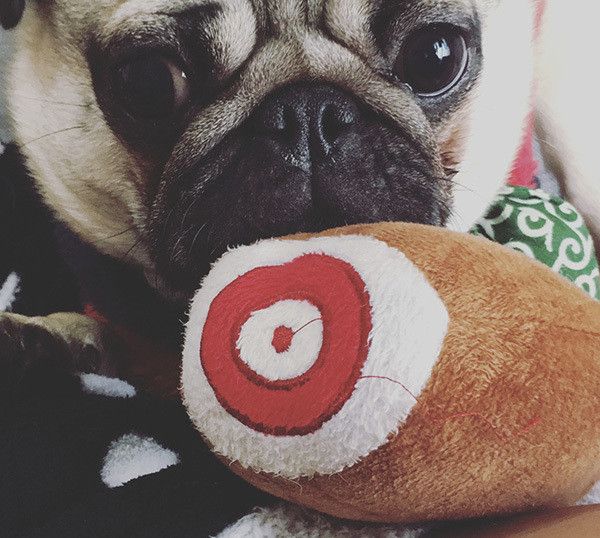 おもちゃで遊ぶパグ