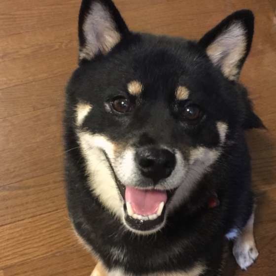 留守番前におやつをおねだりする柴