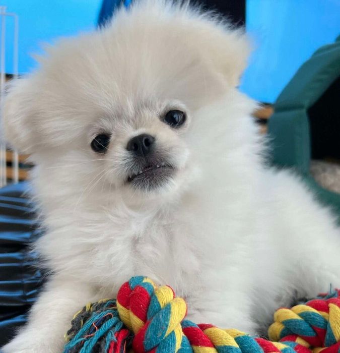 生後5カ月のころに撮影したなんこつちゃん