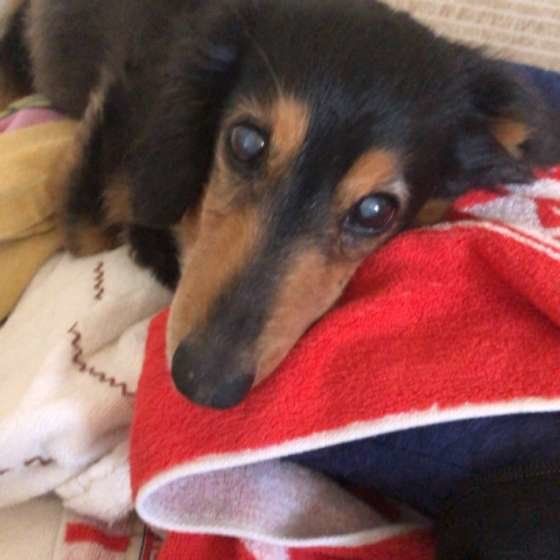 ミニチュア・ダックスフンド