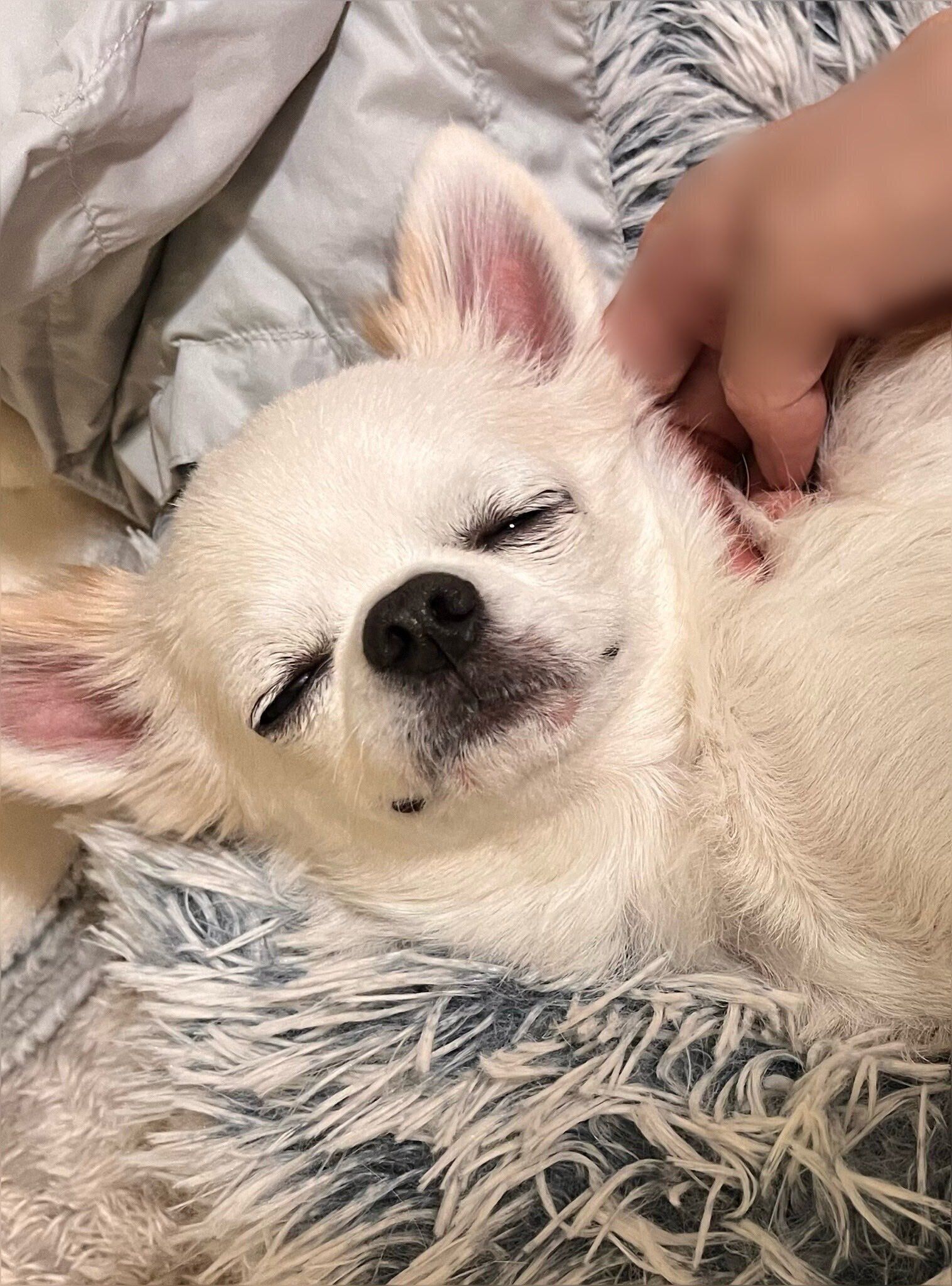 飼い主さんになでてもらって、満足そうな表情をするプーパくん