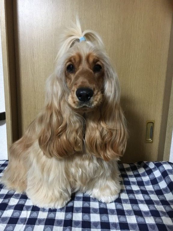 おすまし顔のイングリッシュ・コッカー・スパニエル