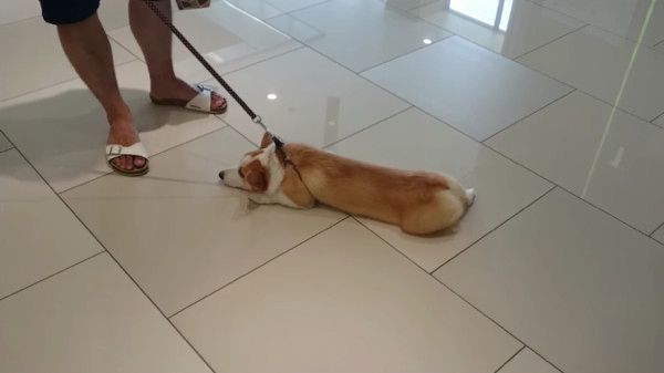 床にへばりつくコーギー