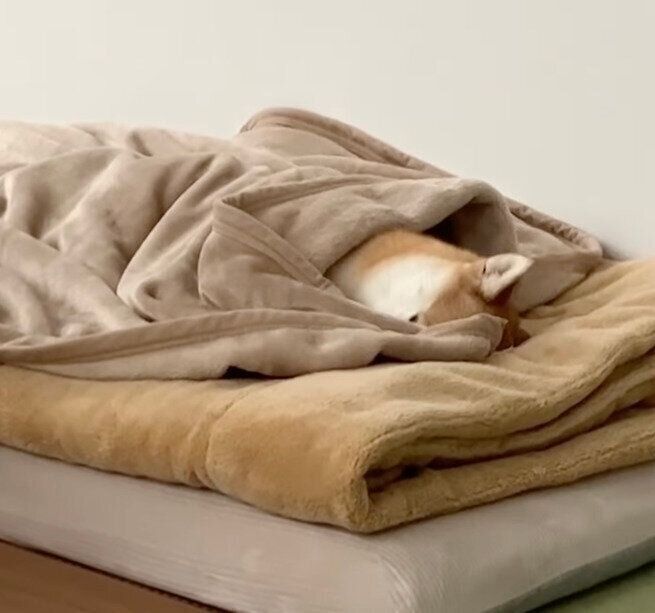 眠るこてつくん