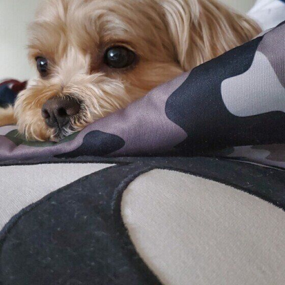 飼い主さんを無視する小型Mix犬