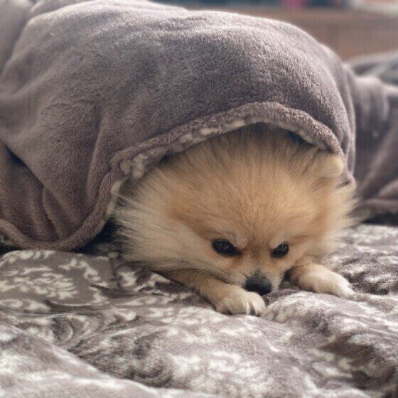 愛犬と過ごす冬の室温、暑過ぎていない？ 寒い時季に暖房を使用する際の注意点 いぬのきもち