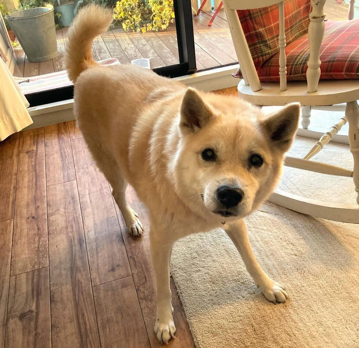 外に出たいとアピールするしずくちゃん