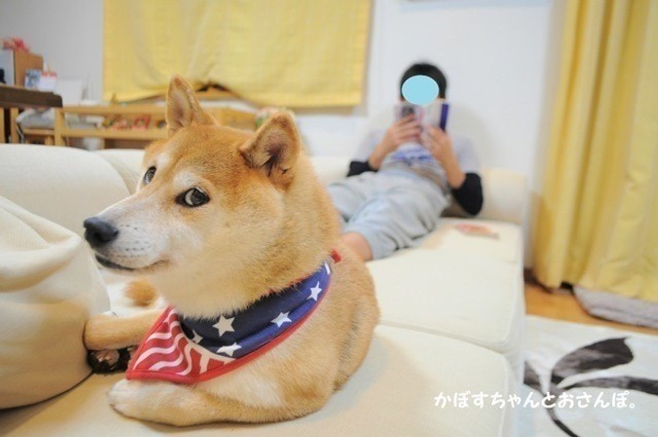 甘え方を知らなった柴犬かぼすちゃん 家族になって甘えんぼさんになるまで いぬのきもちweb Magazine 甘え方を知らなった柴犬かぼすちゃん 家族になって甘えんぼさんになるまで いぬのきもちweb Magazine