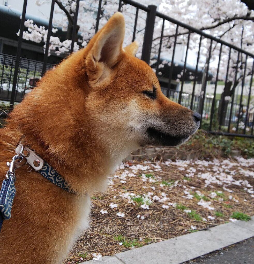 生後6カ月ごろのもなかくん