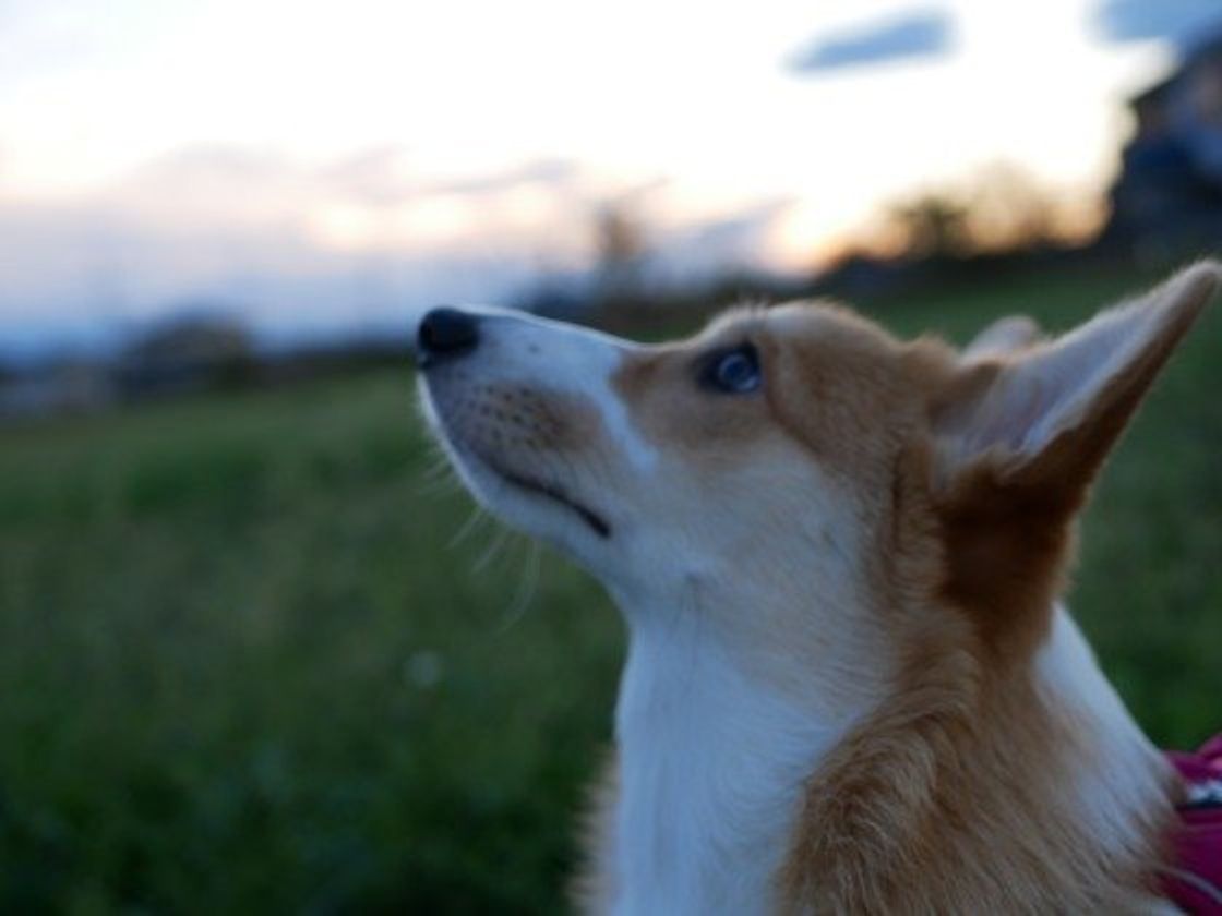 なぜか切ない犬の表情にキュン たそがれ犬 は何を思う いぬのきもちweb Magazine なぜか切ない犬の表情にキュン たそがれ犬 は何を思う いぬのきもちweb Magazine