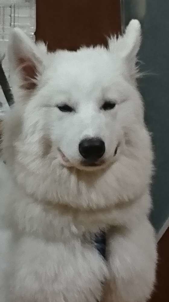 サモエドの特徴 性格 最新価格と飼い方 いぬのきもち 犬図鑑 いぬのきもちweb Magazine