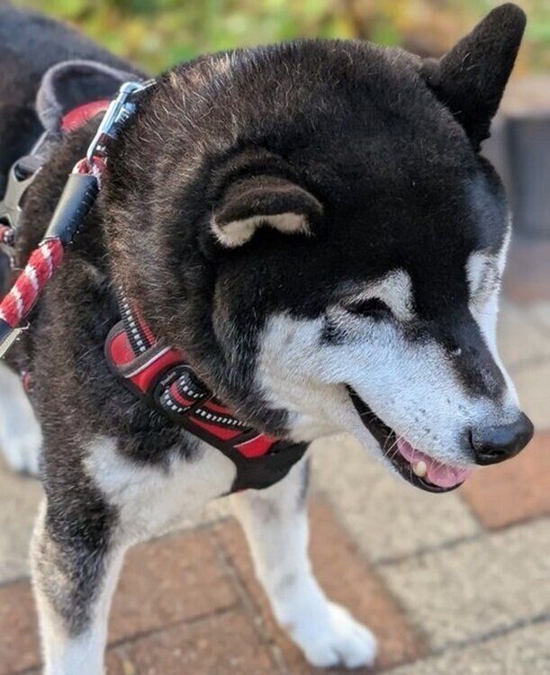 嬉しそうな表情の春吉くん