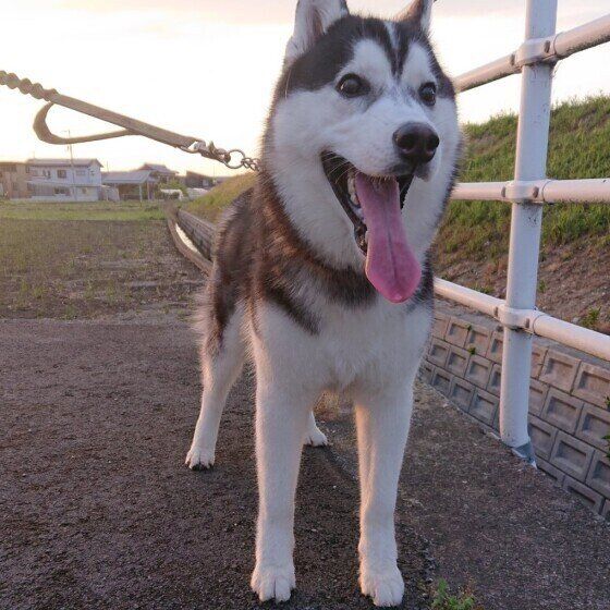 散歩するシベリアン・ハスキー